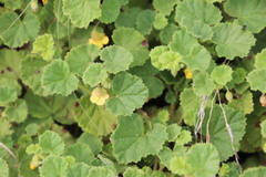 Hermannia malvifolia