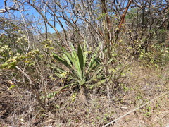 Agave angustifolia