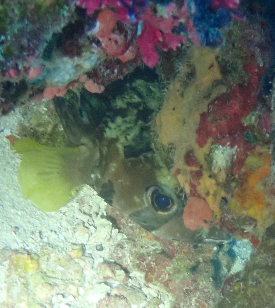 Black-blotched Porcupinefish