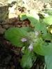 Nelsonia smithii - Photo no rights reserved, uploaded by Ricardo Lima