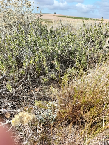 Ironstone Healthbush (Lobostemon collinus)
