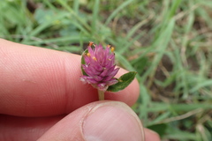 Gomphrena nealleyi