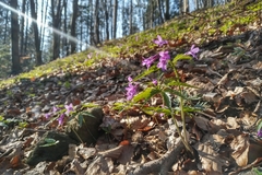 Cardamine glanduligera