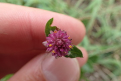 Gomphrena nealleyi