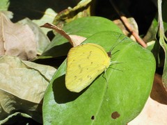 Pyrisitia dina westwoodi