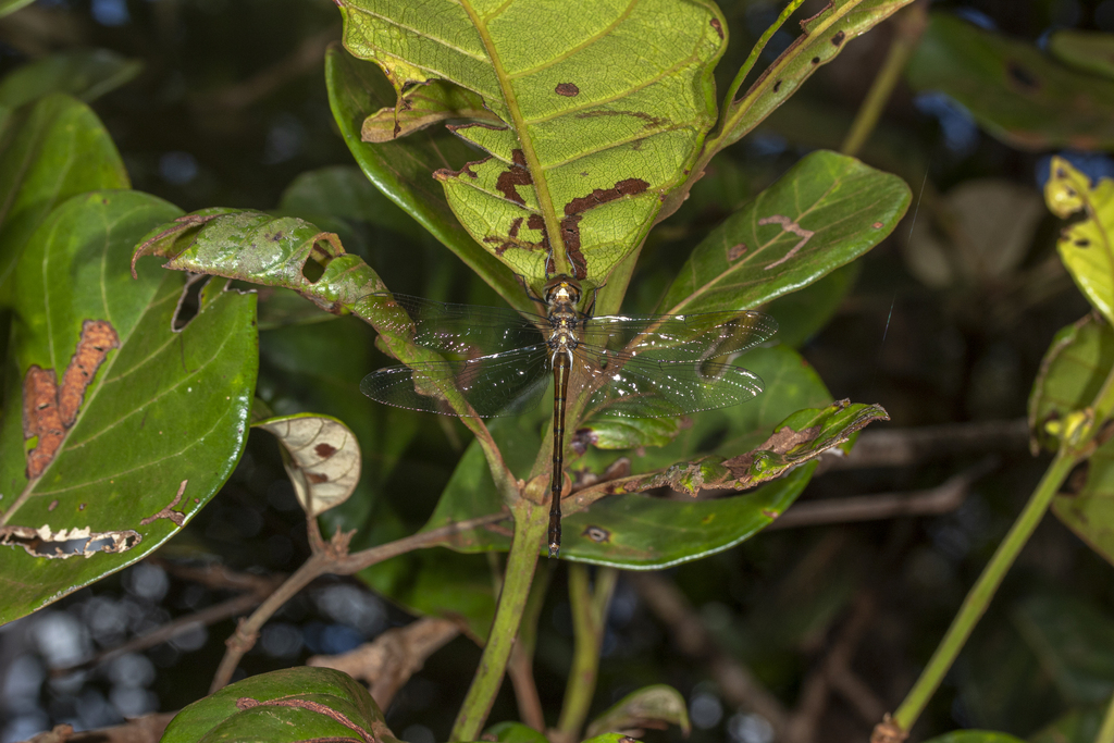 Metaphya elongata