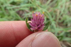 Gomphrena nealleyi