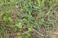 Gomphrena nealleyi