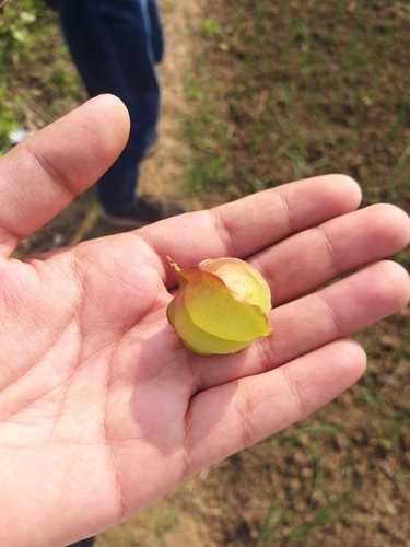 Lesser Balloon Vine