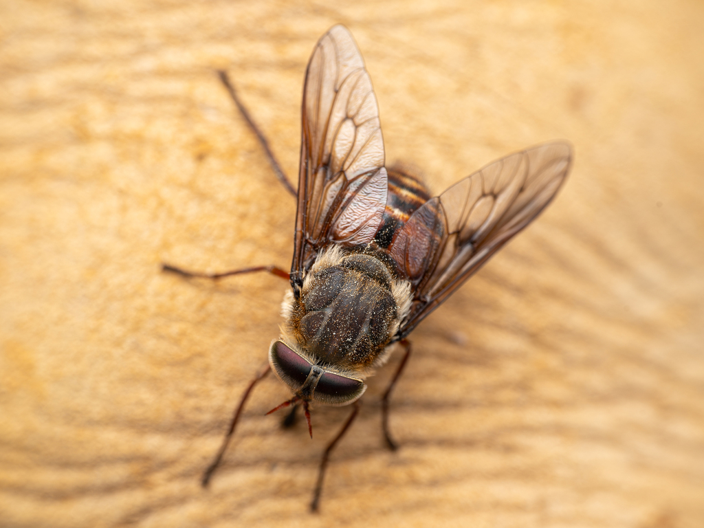 Copidapha