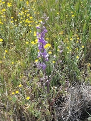 Delphinium recurvatum