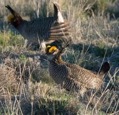 Tympanuchus pallidicinctus