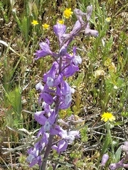 Delphinium recurvatum