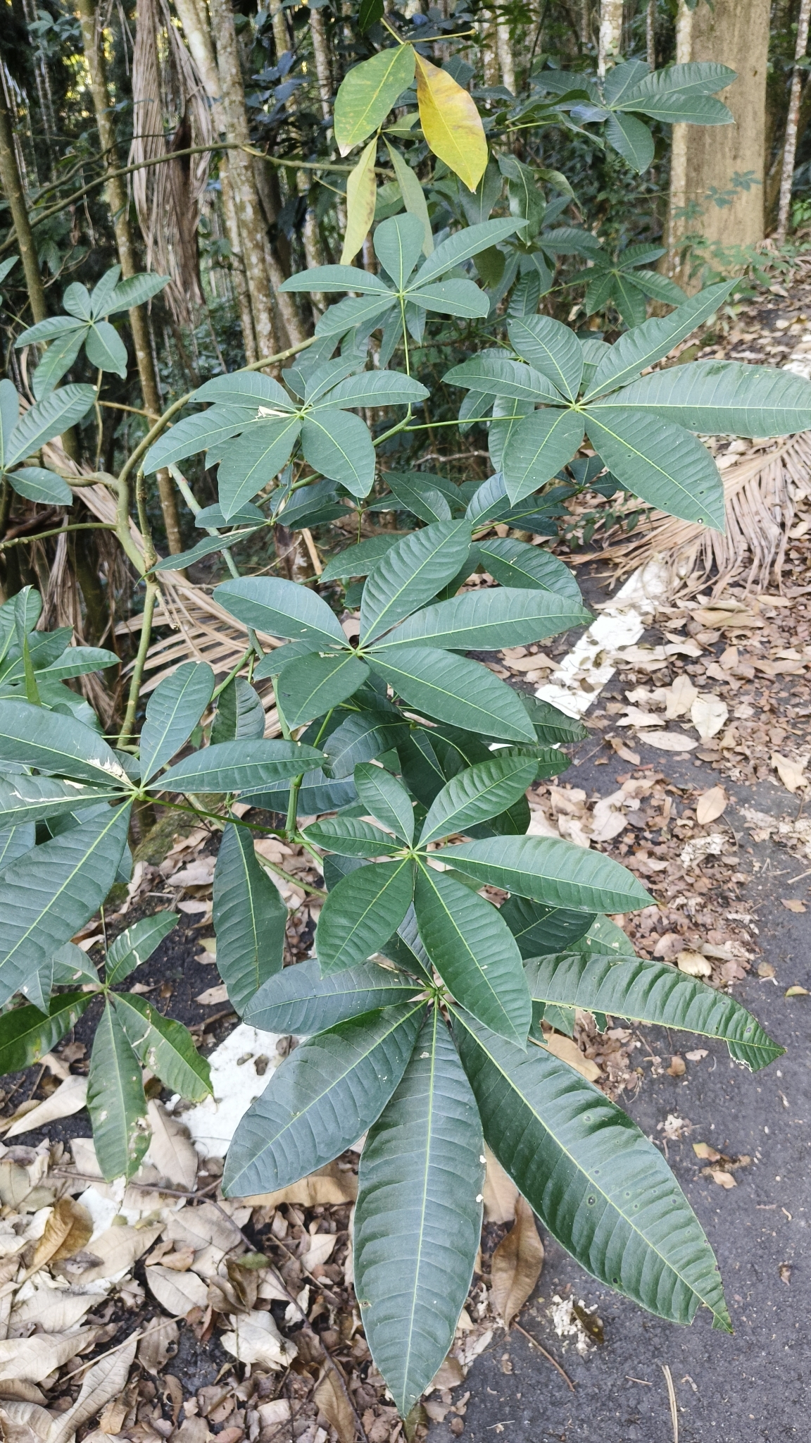 Imagem de Castanha-do-maranhão
