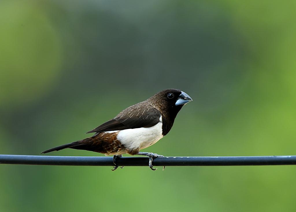 White-Rumped Munia