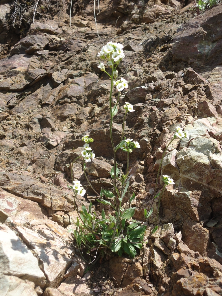 Boreal Whitlow-grass