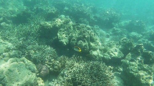 Spotnape butterflyfish (Chaetodon oxycephalus) — Chaetodontidae