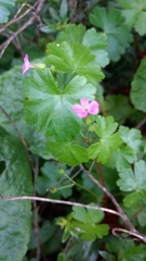 Geranium lucidum