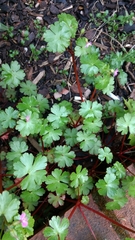 Geranium lucidum