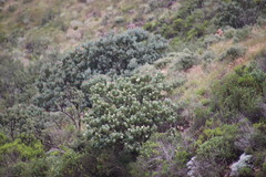 Protea subvestita