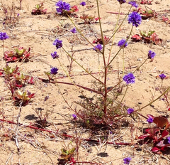 Gilia capitata chamissonis