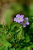 Wild Geranium - Photo (c) Mark Kluge, some rights reserved (CC BY-NC), uploaded by Mark Kluge