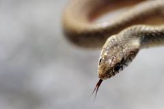 Eirenis decemlineatus