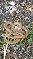 Eirenis decemlineatus