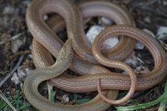 Eirenis decemlineatus