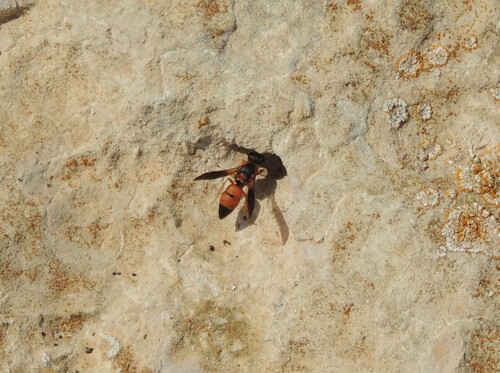 Pseudepipona tripunctata observed 2016-05-08