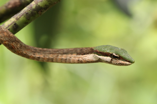Eastern Twig Snake