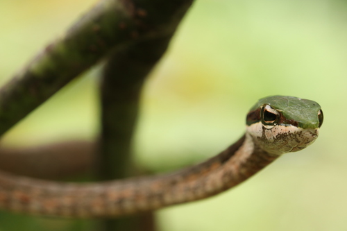 Eastern Twig Snake