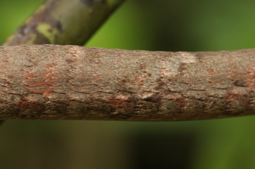 Eastern Twig Snake