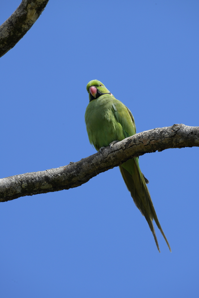 Rose-ringed Parakeet from Plaines Wilhems District, Mauritius on ...