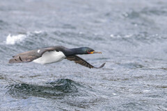 Campbell Shag photo 2