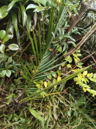 Barbel Palm (Acanthophoenix rubra)