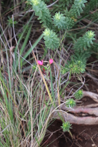 Image of Hesperantha scopulosa by (c) Tony Rebelo, some rights reserved (CC BY-SA)