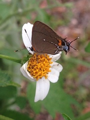 Electrostrymon angelia