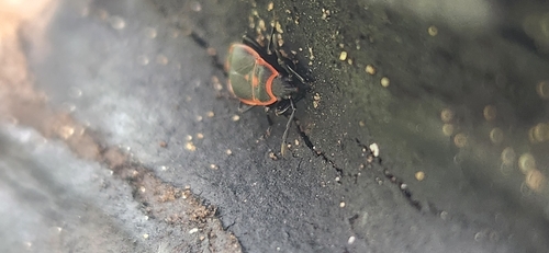 Redtrim Bug