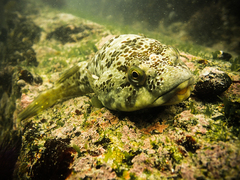 Chorisochismus dentex