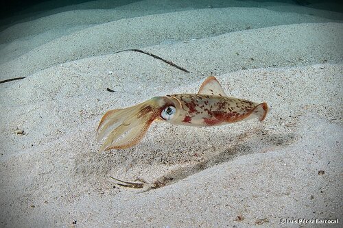 European Squid