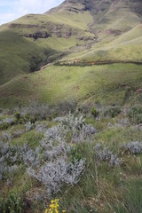 Lotononis lotononoides