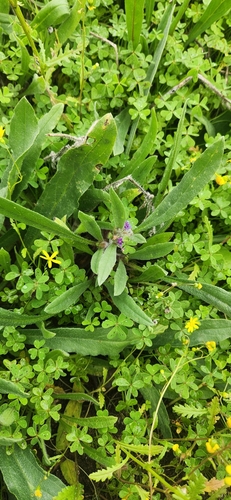 Image of Hormuzakia aggregata by (c) Hila Taylor, some rights reserved (CC BY)