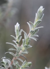 Lotononis lotononoides