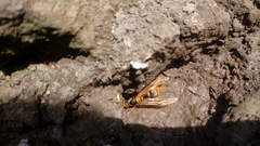 Polistes carnifex carnifex