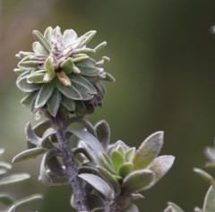 Lotononis lotononoides