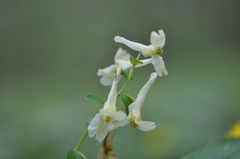 Corydalis cava marschalliana
