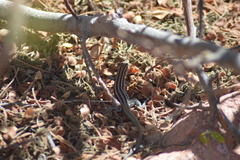 Aspidoscelis espiritensis