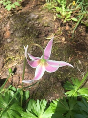 Mahala mat (Erythronium revolutum)