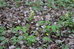 Corydalis cava marschalliana
